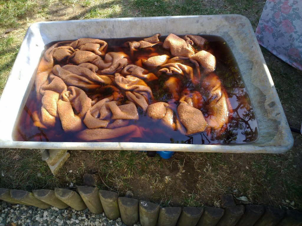 Dying a wool blanket